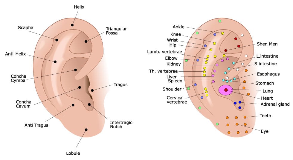 Shema-des points de-la-reflexologie-auriculaire-Loeti-Réflexologue